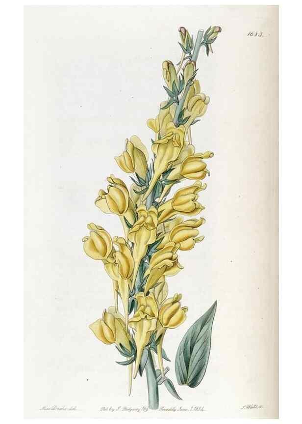 Reproducción/Reproduction 49822999052: Edwards's botanical register.. London :James Ridgway,1829-1847.. 