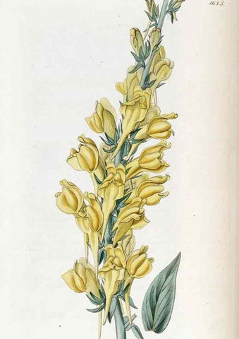 Reproducción/Reproduction 49822999052: Edwards's botanical register.. London :James Ridgway,1829-1847.. 