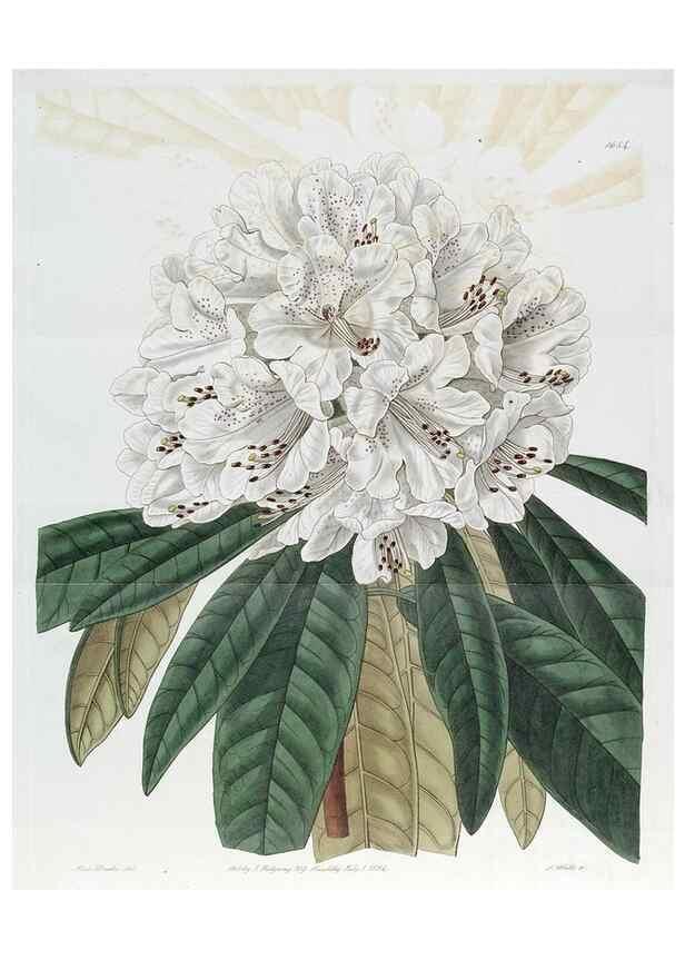 Reproducción/Reproduction 49822683621: Edwards's botanical register.. London :James Ridgway,1829-1847.. 