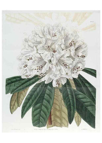 Reproducción/Reproduction 49822683621: Edwards's botanical register.. London :James Ridgway,1829-1847.. 