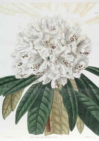 Reproducción/Reproduction 49822683621: Edwards's botanical register.. London :James Ridgway,1829-1847.. 