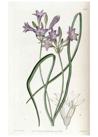 Reproducción/Reproduction 49822684011: Edwards's botanical register.. London :James Ridgway,1829-1847.. 