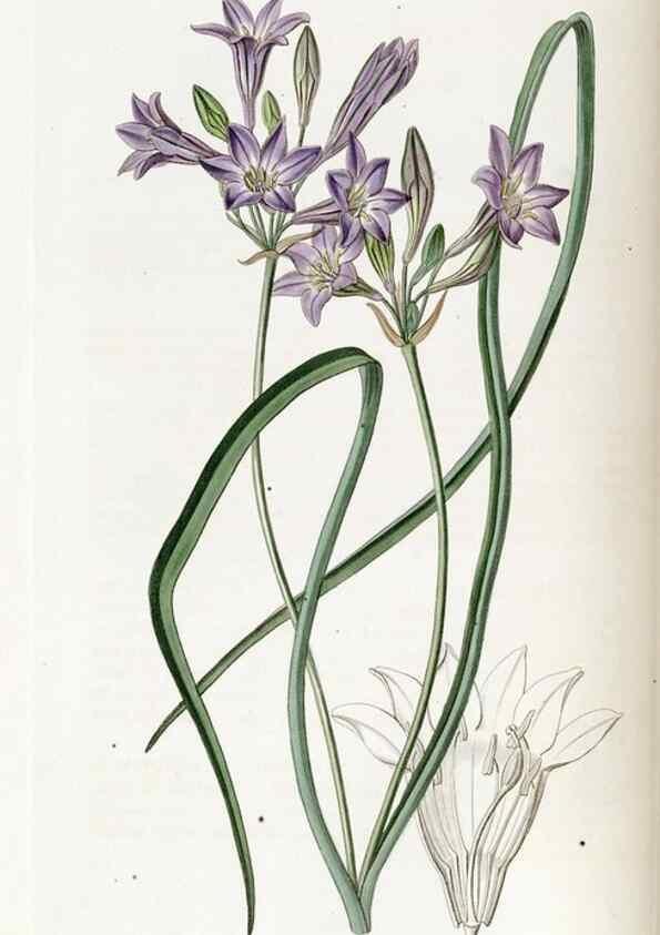 Reproducción/Reproduction 49822684011: Edwards's botanical register.. London :James Ridgway,1829-1847.. 