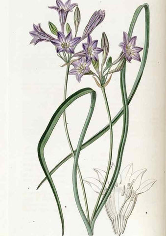Reproducción/Reproduction 49822684011: Edwards's botanical register.. London :James Ridgway,1829-1847.. 