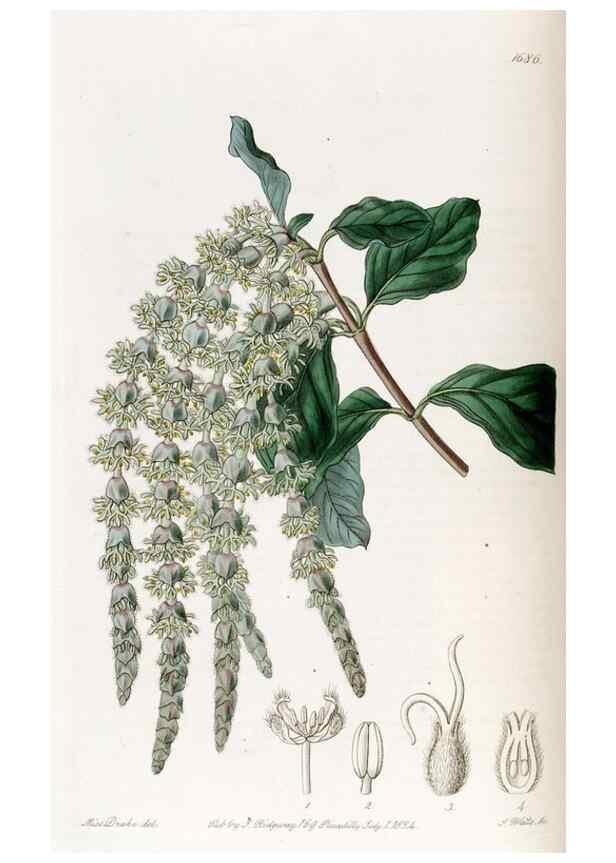 Reproducción/Reproduction 49823000237: Edwards's botanical register.. London :James Ridgway,1829-1847.. 
