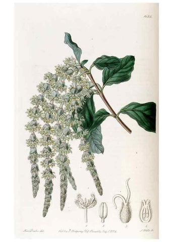 Reproducción/Reproduction 49823000237: Edwards's botanical register.. London :James Ridgway,1829-1847.. 
