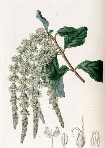Reproducción/Reproduction 49823000237: Edwards's botanical register.. London :James Ridgway,1829-1847.. 