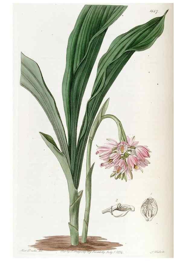 Reproducción/Reproduction 49823000607: Edwards's botanical register.. London :James Ridgway,1829-1847.. 