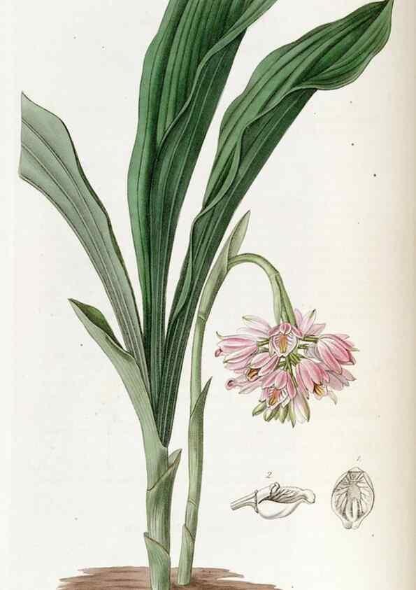 Reproducción/Reproduction 49823000607: Edwards's botanical register.. London :James Ridgway,1829-1847.. 