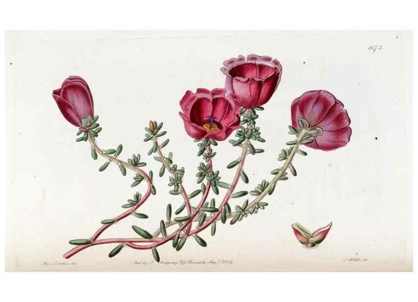Reproducción/Reproduction 49822994557: Edwards's botanical register.. London :James Ridgway,1829-1847.. 
