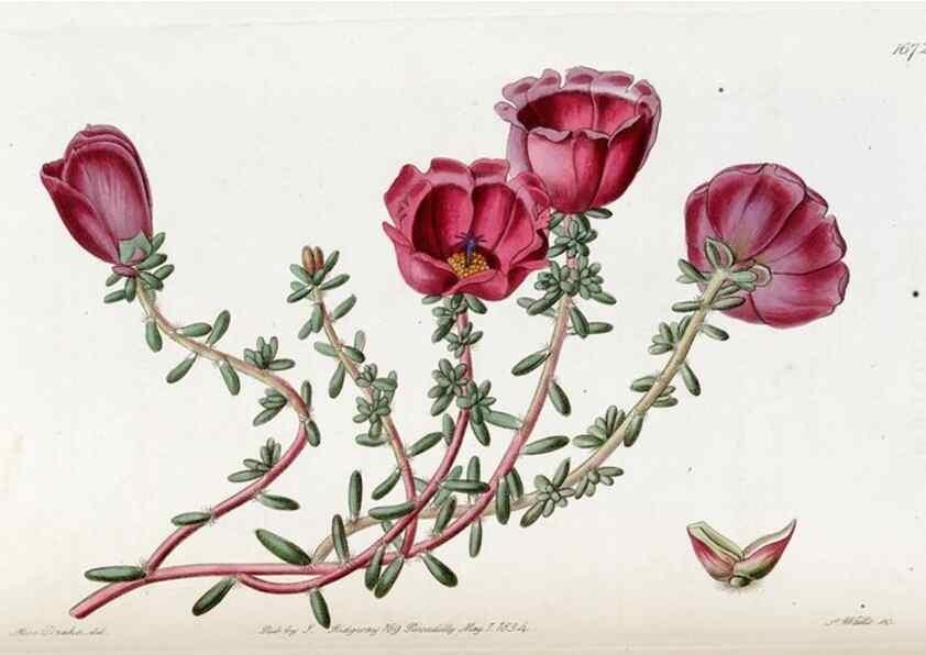 Reproducción/Reproduction 49822994557: Edwards's botanical register.. London :James Ridgway,1829-1847.. 