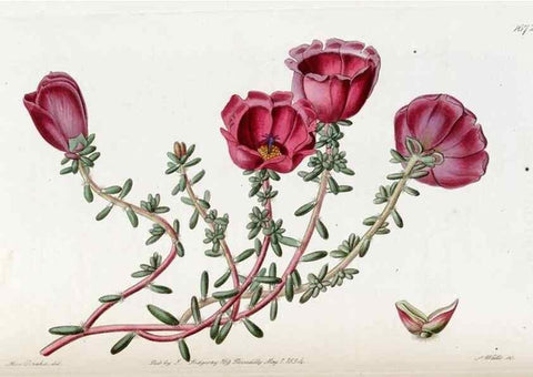 Reproducción/Reproduction 49822994557: Edwards's botanical register.. London :James Ridgway,1829-1847.. 