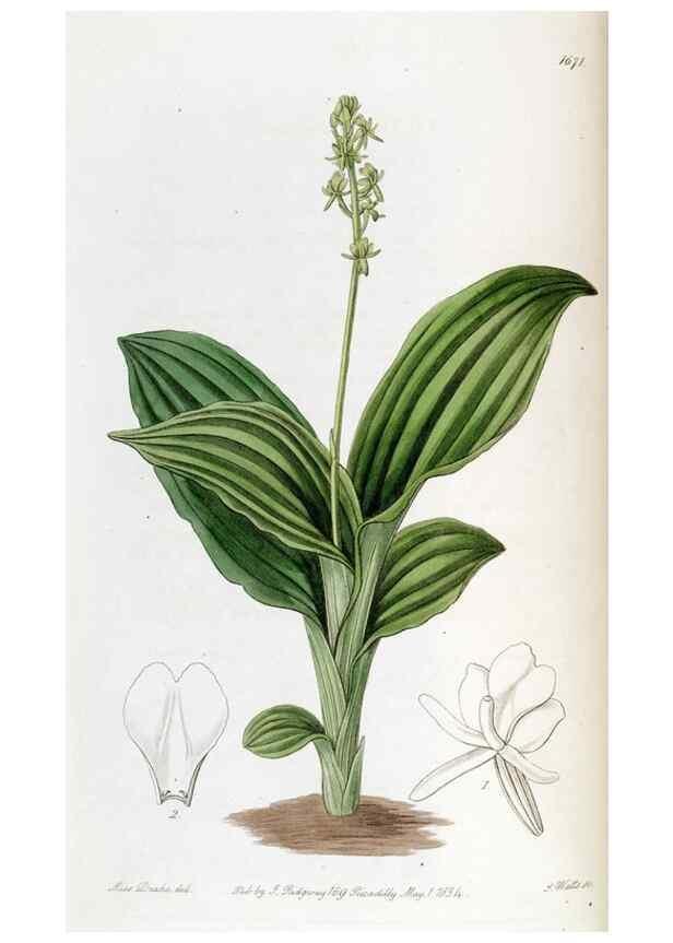 Reproducción/Reproduction 49822678461: Edwards's botanical register.. London :James Ridgway,1829-1847.. 