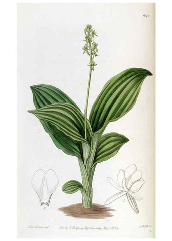 Reproducción/Reproduction 49822678461: Edwards's botanical register.. London :James Ridgway,1829-1847.. 