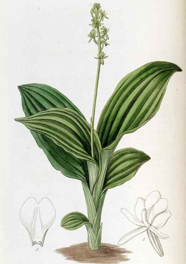 Reproducción/Reproduction 49822678461: Edwards's botanical register.. London :James Ridgway,1829-1847.. 