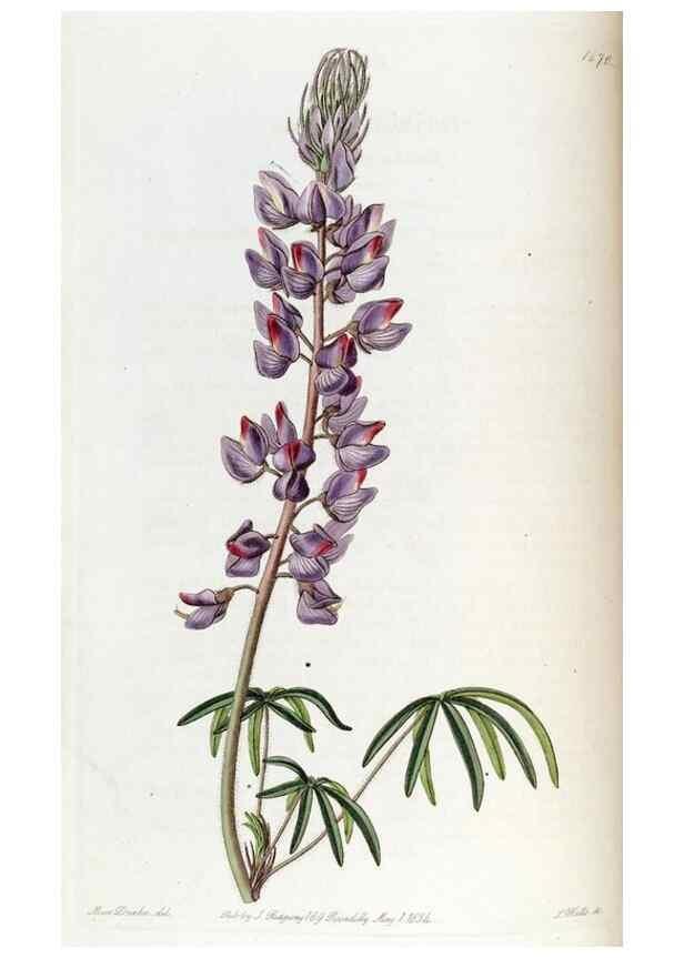 Reproducción/Reproduction 49822141738: Edwards's botanical register.. London :James Ridgway,1829-1847.. 