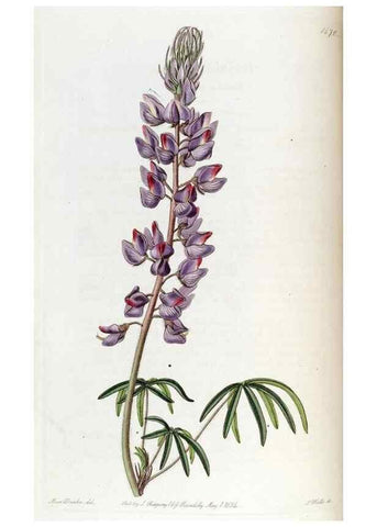 Reproducción/Reproduction 49822141738: Edwards's botanical register.. London :James Ridgway,1829-1847.. 