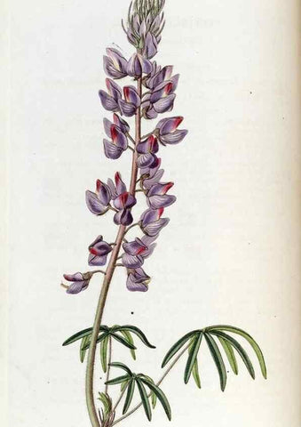 Reproducción/Reproduction 49822141738: Edwards's botanical register.. London :James Ridgway,1829-1847.. 