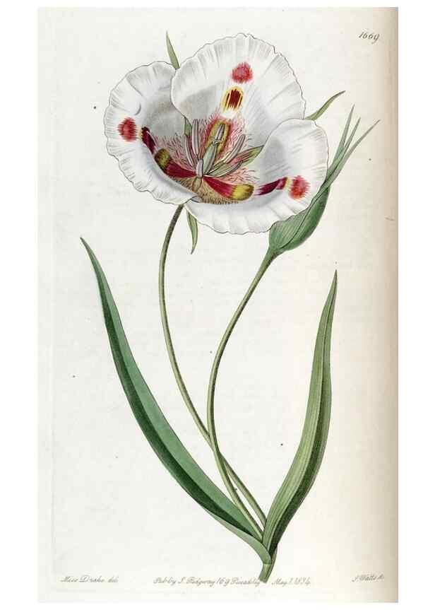 Reproducción/Reproduction 49822993317: Edwards's botanical register.. London :James Ridgway,1829-1847.. 