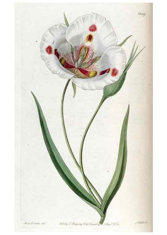 Reproducción/Reproduction 49822993317: Edwards's botanical register.. London :James Ridgway,1829-1847.. 