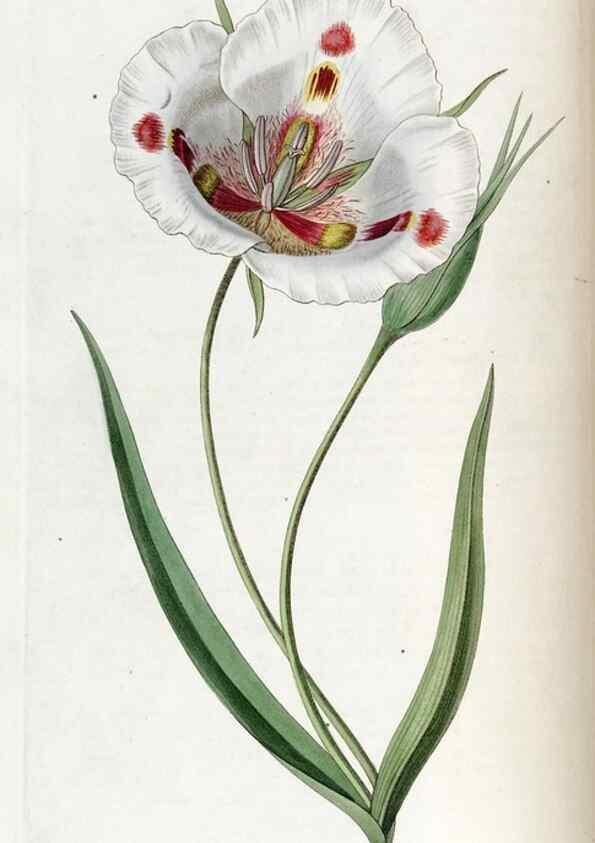 Reproducción/Reproduction 49822993317: Edwards's botanical register.. London :James Ridgway,1829-1847.. 