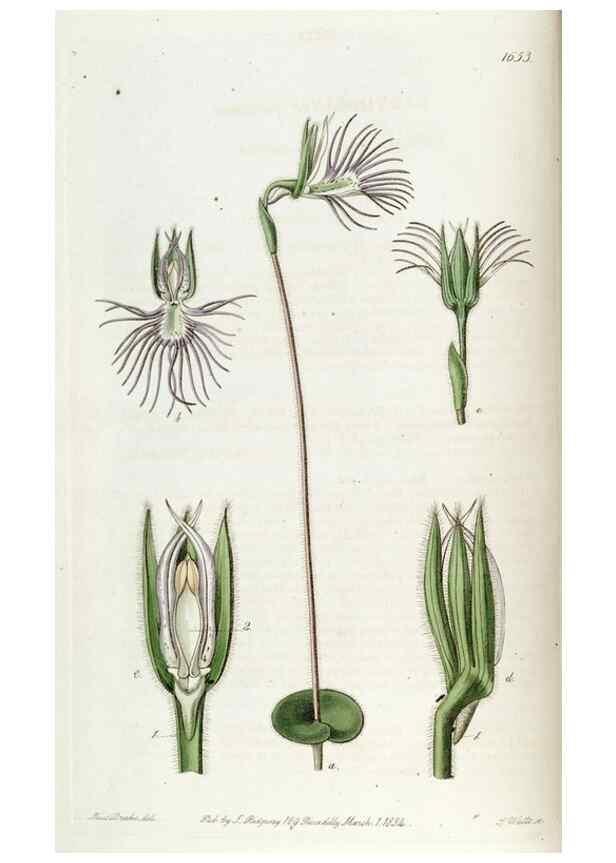 Reproducción/Reproduction 49822671486: Edwards's botanical register.. London :James Ridgway,1829-1847.. 