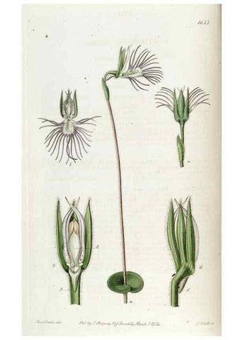 Reproducción/Reproduction 49822671486: Edwards's botanical register.. London :James Ridgway,1829-1847.. 