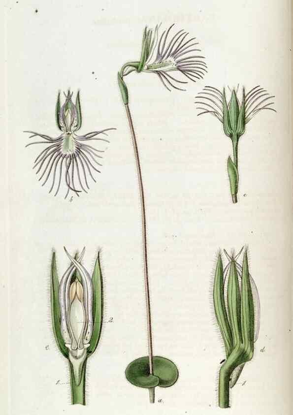 Reproducción/Reproduction 49822671486: Edwards's botanical register.. London :James Ridgway,1829-1847.. 