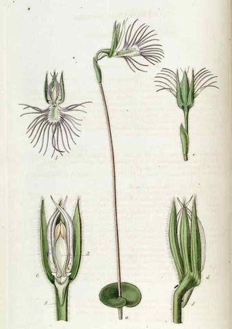 Reproducción/Reproduction 49822671486: Edwards's botanical register.. London :James Ridgway,1829-1847.. 
