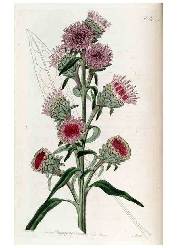 Reproducción/Reproduction 49822987487: Edwards's botanical register.. London :James Ridgway,1829-1847.. 