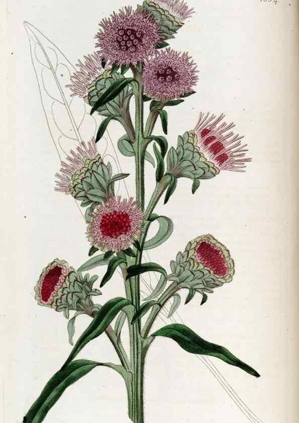 Reproducción/Reproduction 49822987487: Edwards's botanical register.. London :James Ridgway,1829-1847.. 