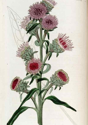 Reproducción/Reproduction 49822987487: Edwards's botanical register.. London :James Ridgway,1829-1847.. 