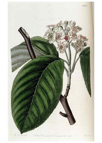 Reproducción/Reproduction 49822672306: Edwards's botanical register.. London :James Ridgway,1829-1847.. 