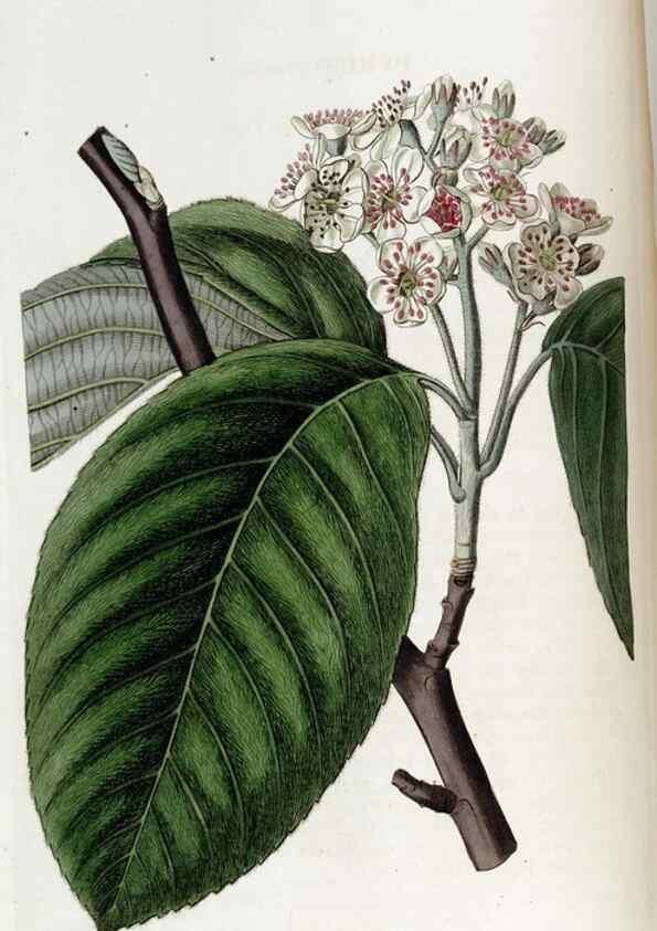 Reproducción/Reproduction 49822672306: Edwards's botanical register.. London :James Ridgway,1829-1847.. 