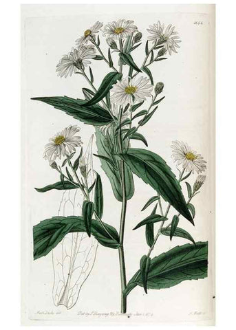 Reproducción/Reproduction 49822136183: Edwards's botanical register.. London :James Ridgway,1829-1847.. 
