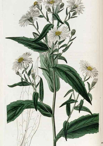 Reproducción/Reproduction 49822136183: Edwards's botanical register.. London :James Ridgway,1829-1847.. 