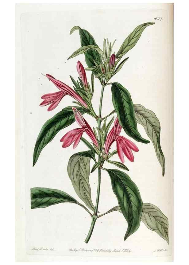 Reproducción/Reproduction 49822672996: Edwards's botanical register.. London :James Ridgway,1829-1847.. 