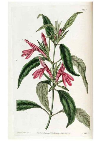 Reproducción/Reproduction 49822672996: Edwards's botanical register.. London :James Ridgway,1829-1847.. 