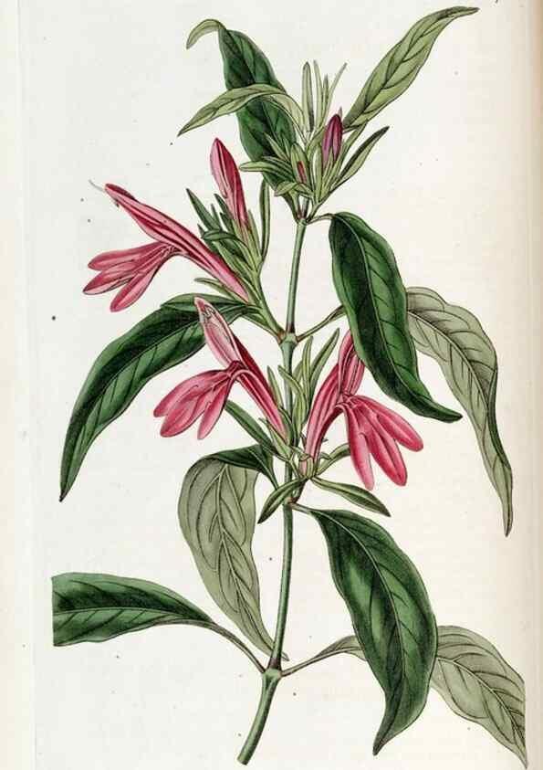 Reproducción/Reproduction 49822672996: Edwards's botanical register.. London :James Ridgway,1829-1847.. 