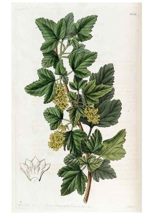 Reproducción/Reproduction 49822136968: Edwards's botanical register.. London :James Ridgway,1829-1847.. 