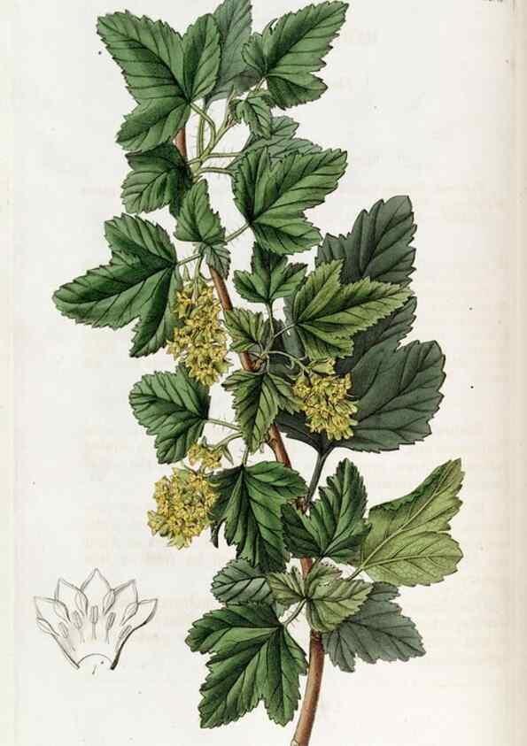 Reproducción/Reproduction 49822136968: Edwards's botanical register.. London :James Ridgway,1829-1847.. 