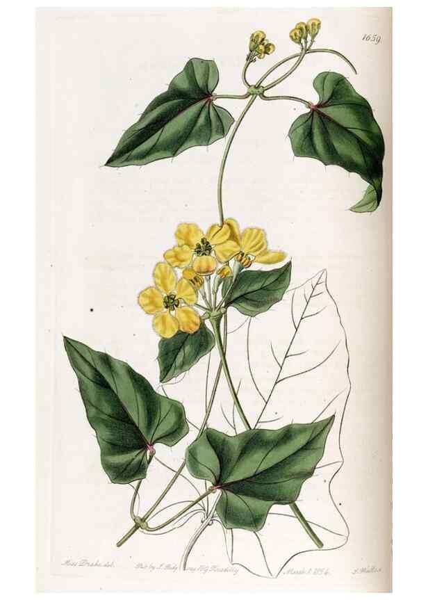 Reproducción/Reproduction 49822989412: Edwards's botanical register.. London :James Ridgway,1829-1847.. 