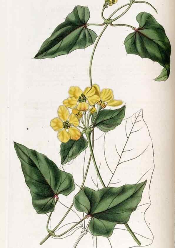 Reproducción/Reproduction 49822989412: Edwards's botanical register.. London :James Ridgway,1829-1847.. 