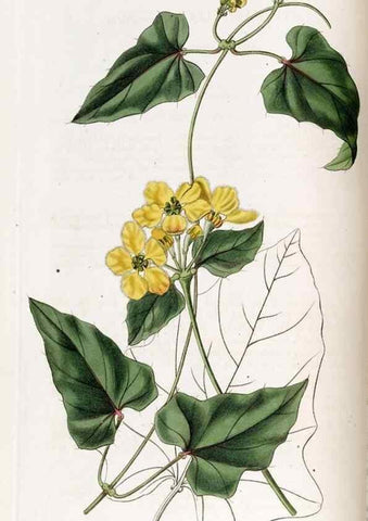 Reproducción/Reproduction 49822989412: Edwards's botanical register.. London :James Ridgway,1829-1847.. 