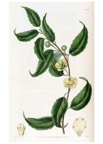 Reproducción/Reproduction 49822149023: Edwards's botanical register.. London :James Ridgway,1829-1847.. 