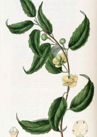 Reproducción/Reproduction 49822149023: Edwards's botanical register.. London :James Ridgway,1829-1847.. 