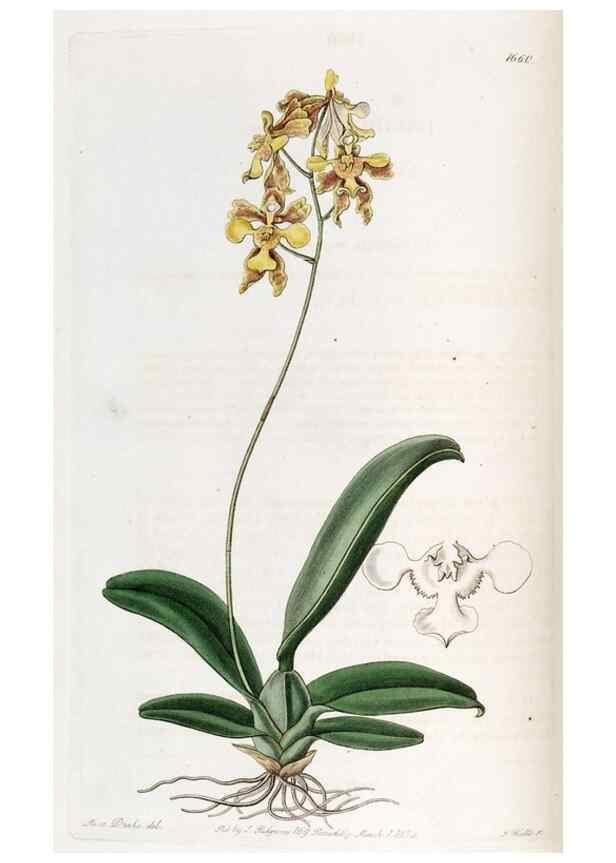 Reproducción/Reproduction 49822674091: Edwards's botanical register.. London :James Ridgway,1829-1847.. 