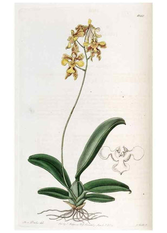Reproducción/Reproduction 49822674091: Edwards's botanical register.. London :James Ridgway,1829-1847.. 