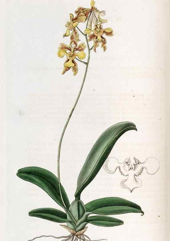 Reproducción/Reproduction 49822674091: Edwards's botanical register.. London :James Ridgway,1829-1847.. 