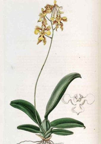 Reproducción/Reproduction 49822674091: Edwards's botanical register.. London :James Ridgway,1829-1847.. 